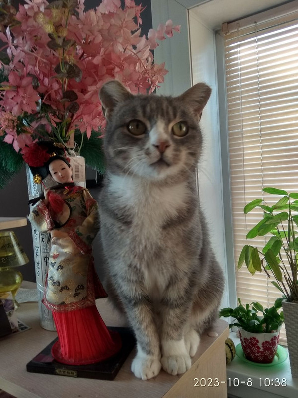 Мышка, бывшая Жасмин. 5368777792688351199.jpg