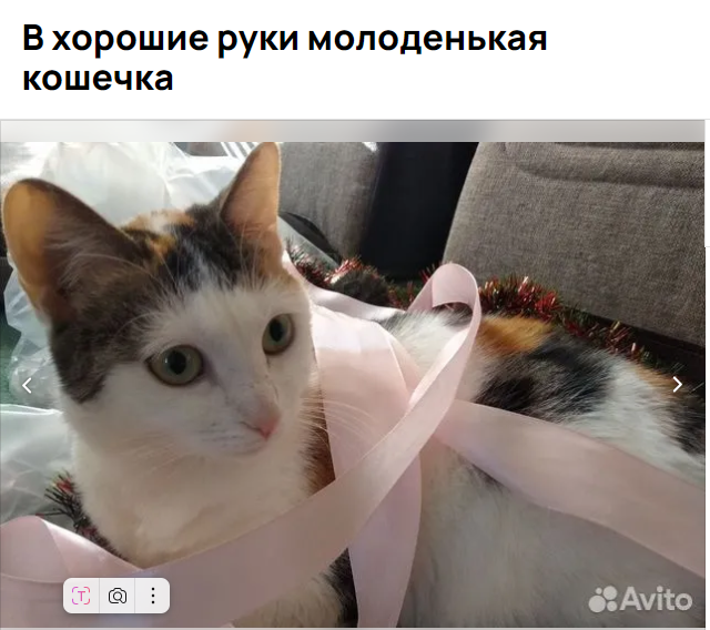 Милашка, была выброшена на улицу в коробке, вместе с двумя котятами. 2024-12-04-12-57-06.png