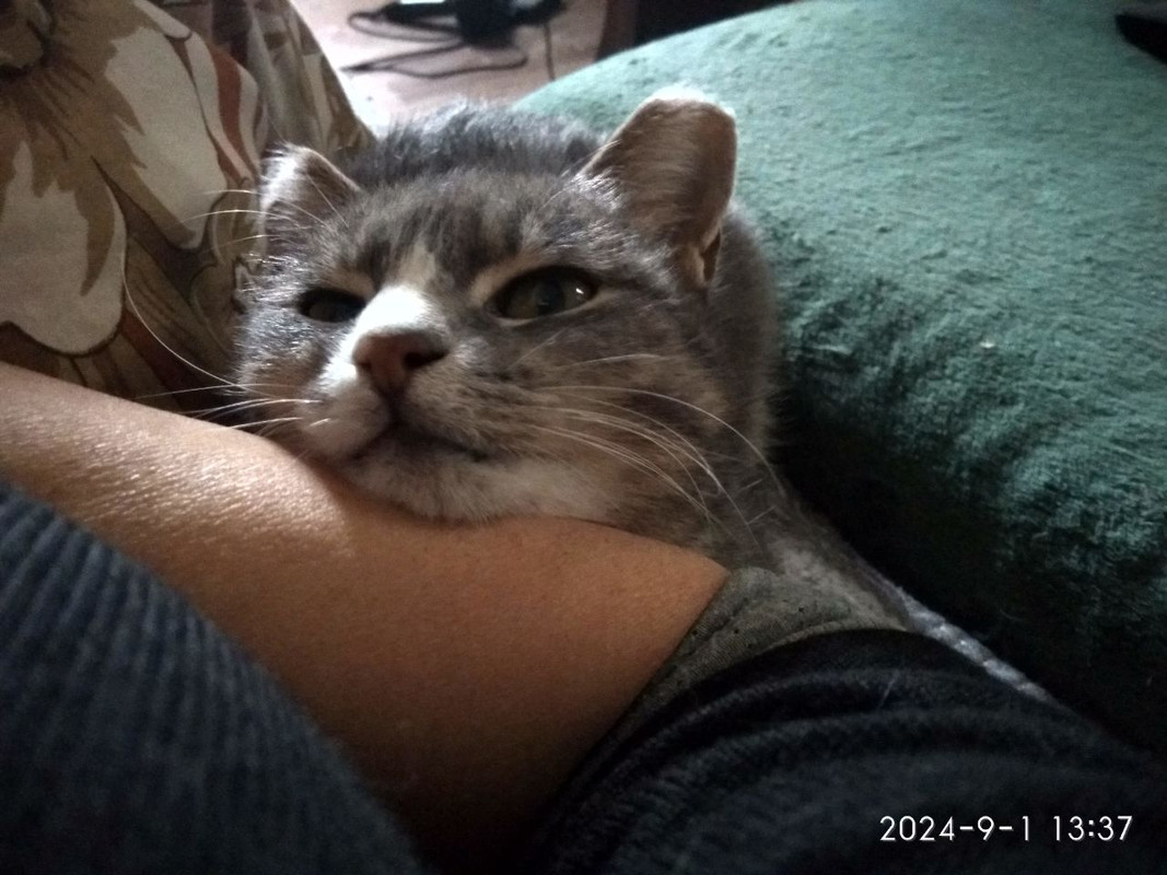 Мышка, спасли в последний момент, была замершая беременность, перитонит. 5368777792688351201.jpg